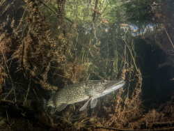 A pike in a lake in the Netherlands. In summer we can spo... by Brenda De Vries 